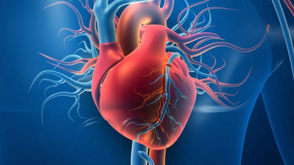 Detailed Illustration of Human Heart