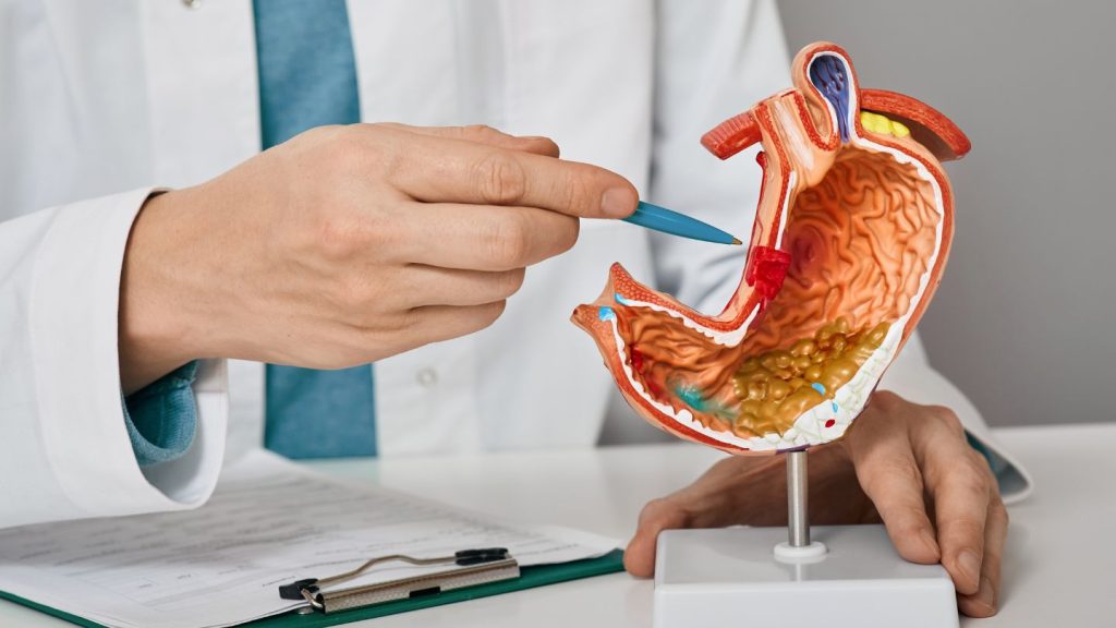 Doctor Explaining Stomach Model
